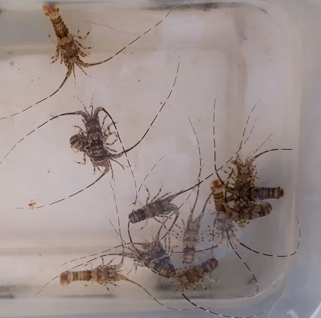  Tôm hùm giống được ngư dân Bình Định khai thác