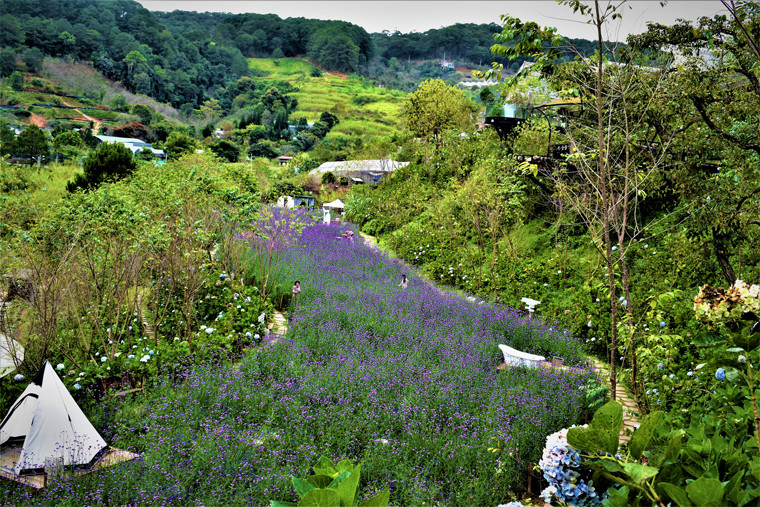  Thảm hoa tím trải dài trong Khu Du lịch F- Cánh đồng hoa Đà Lạt