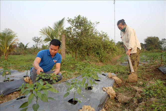 Anh Lê Văn Thôi kiểm tra tốc độ sinh trưởng của cây ớt trong vườn.