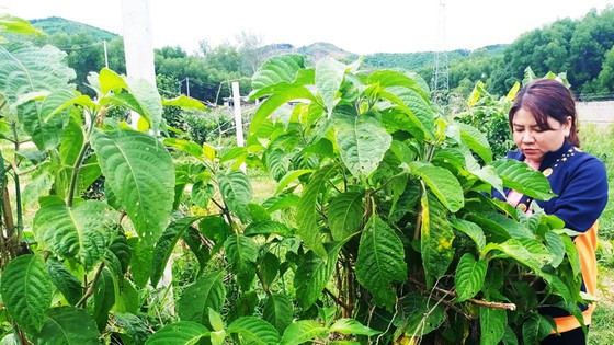 Bà Liễu bên vườn dược liệu dùng làm thức ăn cho đàn heo của mình Bà Liễu bên vườn dược liệu dùng làm thức ăn cho đàn heo của mình