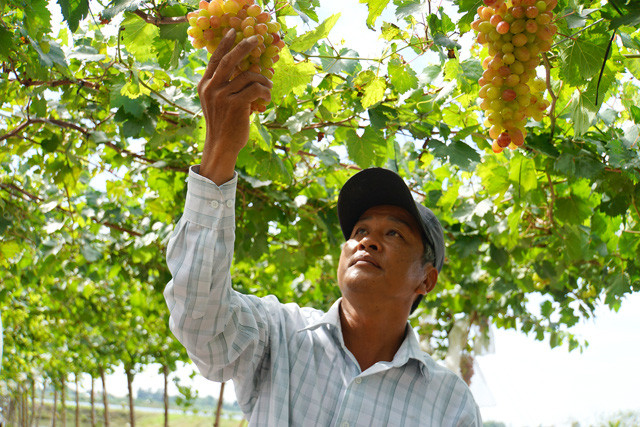 Ông Nguyễn Thanh Tuấn, xã Long Khánh B, huyện Hồng Ngự (tỉnh Đồng Tháp) nâng niu từng chùm nho trĩu quả của mình  Ông Nguyễn Thanh Tuấn, xã Long Khánh B, huyện Hồng Ngự (tỉnh Đồng Tháp) nâng niu từng chùm nho trĩu quả của mình