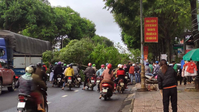 Cây xanh bật gốc đổ ngã ra đường. Ảnh B.N