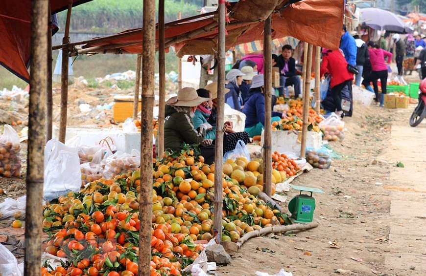 Cam Cao Phong chín rộ được bày bán tại khu vực chợ nông sản ven đường Quốc lộ 6 trên địa phận huyện Cao Phong, Hòa Bình. (Ảnh: Trọng Đạt/TTXVN)