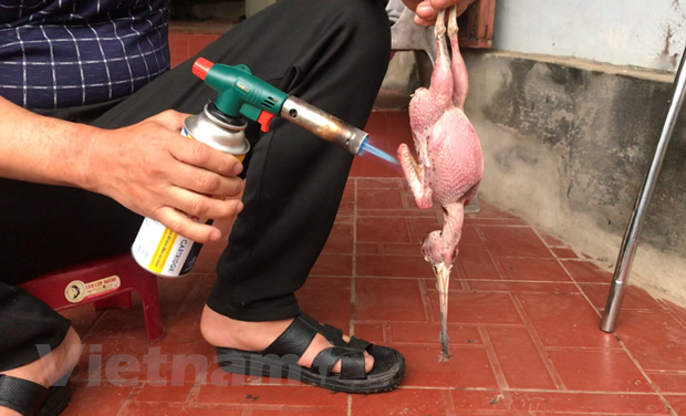 Chim hoang dã di cư trên quần đảo Cát Bà liên tiếp bị các dân buôn vặt lông, thui sống. (Ảnh: PV/Vietnam+)