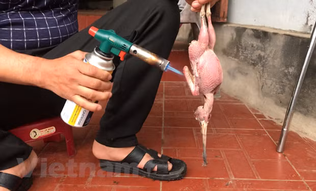 Chim hoang dã di cư trên quần đảo Cát Bà liên tiếp bị các dân buôn vặt lông, thui sống. (Ảnh: PV/Vietnam+)