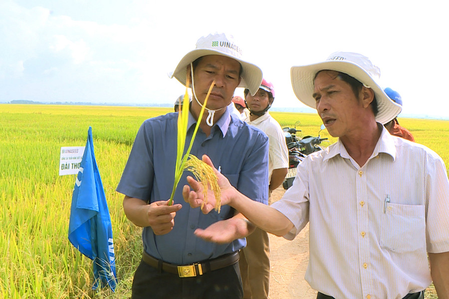 Việc ký kết sản xuất và bao tiêu lúa sẽ giúp người dân yên tâm sản xuất. Ảnh: Phạm Ngọc