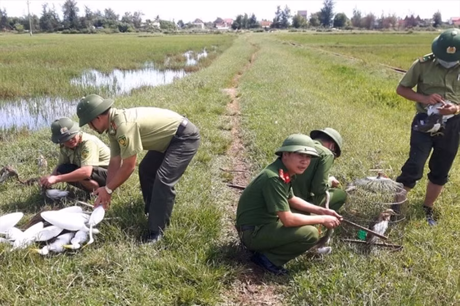  Lực lượng chức năng Hà Tĩnh truy quét nạn bẫy chim trời. Ảnh: TT.