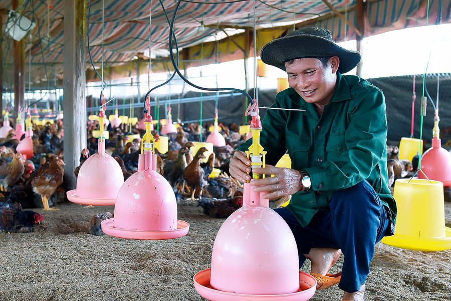 Gà được chăm sóc bằng hệ thống máng ăn, nước uống tự động nên cho năng suất chăn nuôi cao so với cách nuôi truyền thống.