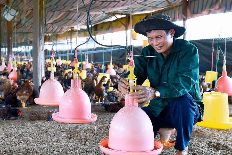 Gà được chăm sóc bằng hệ thống máng ăn, nước uống tự động nên cho năng suất chăn nuôi cao so với cách nuôi truyền thống.