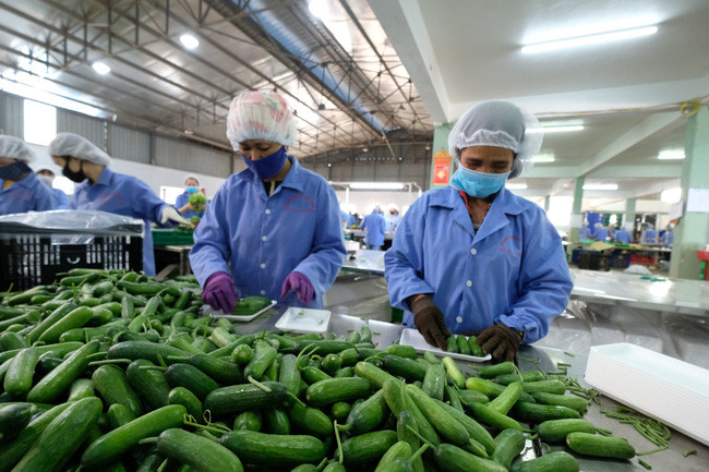 Lâm Đồng phấn đấu đạt 1,6 nghìn ha đất sản xuất nông nghiệp hữu cơ với tổng sản lượng gần 12.000 tấn.