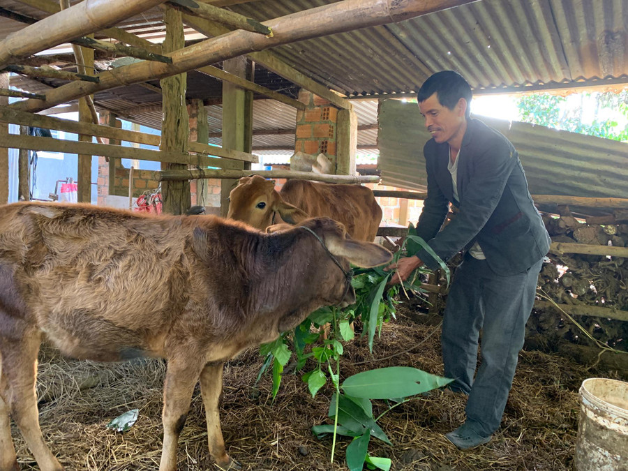 Ông Siu Ngưn (xã Biển Hồ, TP. Pleiku) chăm sóc đàn bò của gia đình. Ảnh: Nhật Hào