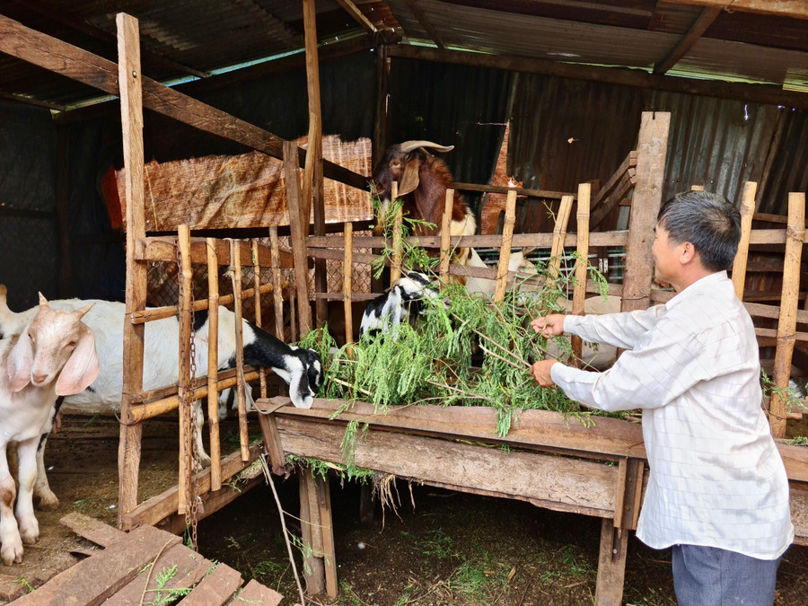 Ông Nguyễn Văn Thanh (thôn Phú Nhơn, xã Ia Glai, huyện Chư Sê) chăm sóc đàn dê của gia đình. Ảnh: Lê Nam Ông Nguyễn Văn Thanh (thôn Phú Nhơn, xã Ia Glai, huyện Chư Sê) chăm sóc đàn dê của gia đình. Ảnh: Lê Nam