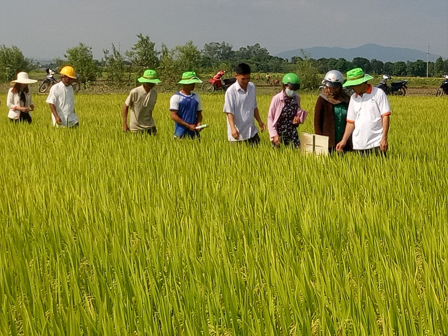 người dân trên địa ban xã Ia Ake thăm quan diện tích lúa giống trên địa bàn