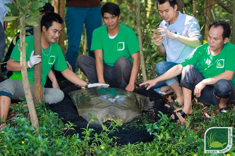 Thả rùa Hoàn Kiếm trở lại tự nhiên. Nguồn ảnh: ATP/IMC