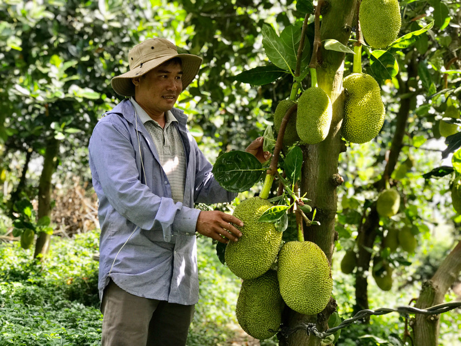 Anh Đỗ Hữu Tín (làng Hrai Dong, thị trấn Nhơn Hòa) thu nhập cao từ trồng mít Thái. Ảnh: Mai Ka