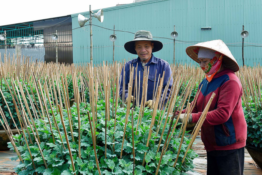 7.Ông Trần Đăng Hòa tổ 3 phường Thắng Lợi Tp.Pleiku, Chăm 800 chậu cúc đã được thương lái đặt cọc thu mua toàn bộ. Hiện nay, gia đình ông đang tỉa lại cành, tưới nước…để chờ ngày xe đến vận chuyển đi tiêu thụ. Dự tính năm nay gia đình ông thu nhập trên 200 triệu từ tiền bán hoa.