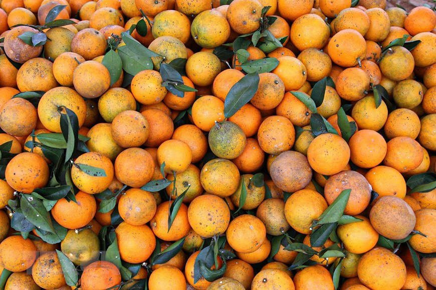 Cam Cao Phong được bày bán khắp các cửa hàng tại thị trấn huyện Cao Phong. (Ảnh: Trọng Đạt/TTXVN)