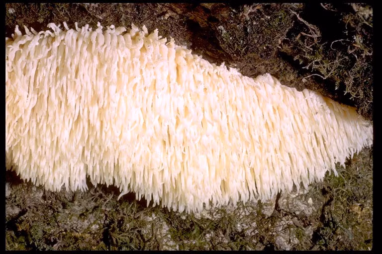  Loại nấm này mọc trên các loại cây gỗ: nhóm sồi dẻ, họăc các loại cây lá rộng đang sống hoặc đã mục nát cho đến tận vùng trong cùng của vỏ cây (lõi cây) do đó có thể làm chết cây.