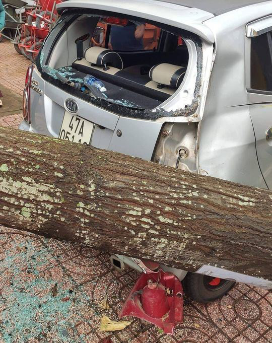 Thân cây đập vào phần đuôi chiếc ô tô. Ảnh B.N