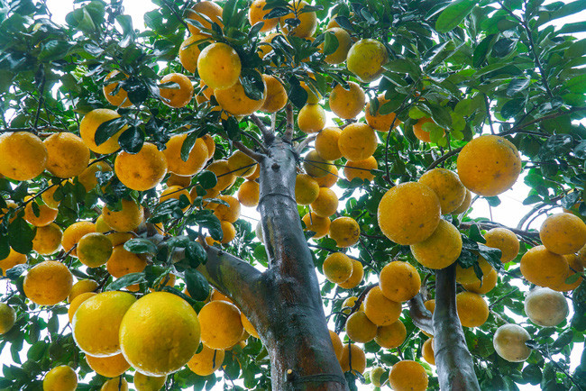  Hiện nay trong vườn của anh Chính có khoảng 200 gốc bưởi cổ thụ và hơn 300 gốc bưởi nhỏ. Giá thành của những cây bưởi cảnh to, gốc cổ thụ lâu đời có giá từ 30 - 200 triệu đồng/cây. Những gốc bưởi cảnh nhỏ sẽ có giá dao động từ 3 triệu đồng trở lên.