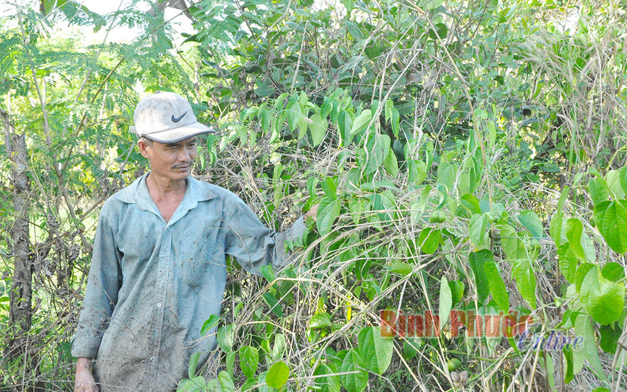 Anh Nguyễn Văn Hùng ở thôn 4, xã Thiện Hưng, huyện Bù Đốp (Bình Phước) đang để lại 3 sào cây sachi với hy vọng công ty quay trở lại thu mua quả và hạt sachi, nhằm gỡ gạc ít vốn đầu tư Anh Nguyễn Văn Hùng ở thôn 4, xã Thiện Hưng, huyện Bù Đốp (Bình Phước) đang để lại 3 sào cây sachi với hy vọng công ty quay trở lại thu mua quả và hạt sachi, nhằm gỡ gạc ít vốn đầu tư