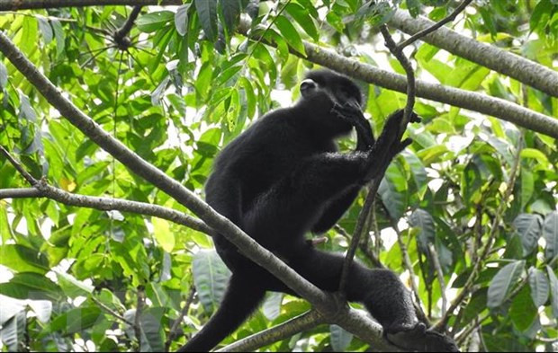 Voọc gáy trắng quý hiếm tại vùng rừng núi tự nhiên thuộc địa bàn bản Cha Ly và Sê Pu, xã Hướng Lập. (Ảnh: Hồ Cầu/TTXVN)