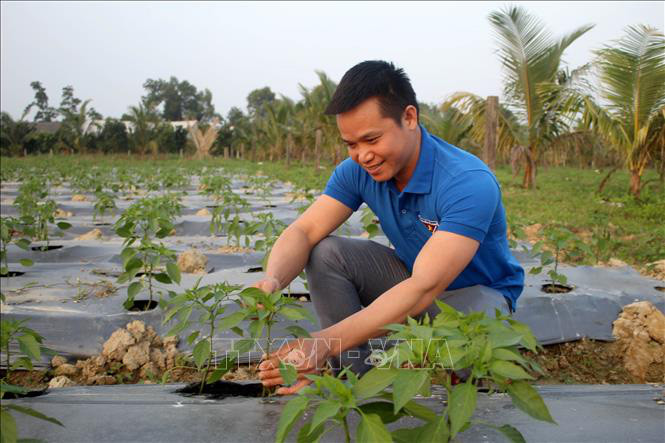 Mô hình trồng cây ớt an toàn xuất khẩu giúp gia đình anh Thôi vươn lên làm giàu với thu nhập trên 1 tỷ đồng/năm.