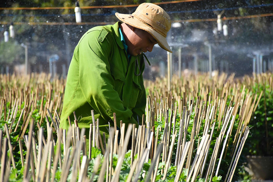  Ông Hoàng Văn Hải (tổ 8, phường Thắng Lợi) chăm sóc vườn hoa của gia đình. Ảnh: Khánh Phong