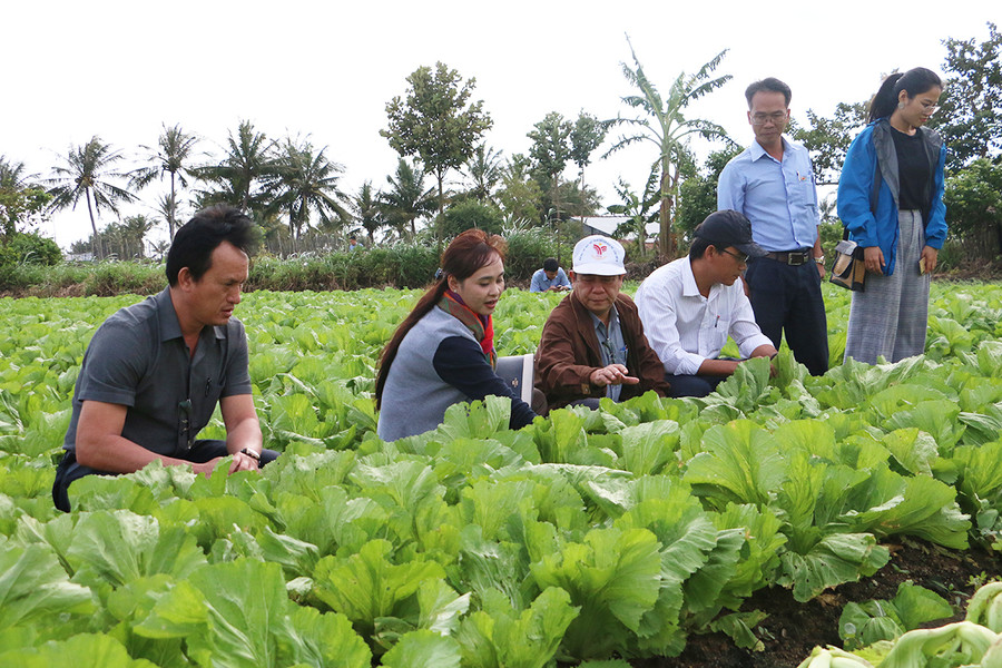 Mô hình sản xuất rau an toàn của Hợp tác xã Nông nghiệp và Dịch vụ An Trường Phát (huyện Đak Pơ). Ảnh: Nguyễn Diệp Mô hình sản xuất rau an toàn của Hợp tác xã Nông nghiệp và Dịch vụ An Trường Phát (huyện Đak Pơ). Ảnh: Nguyễn Diệp