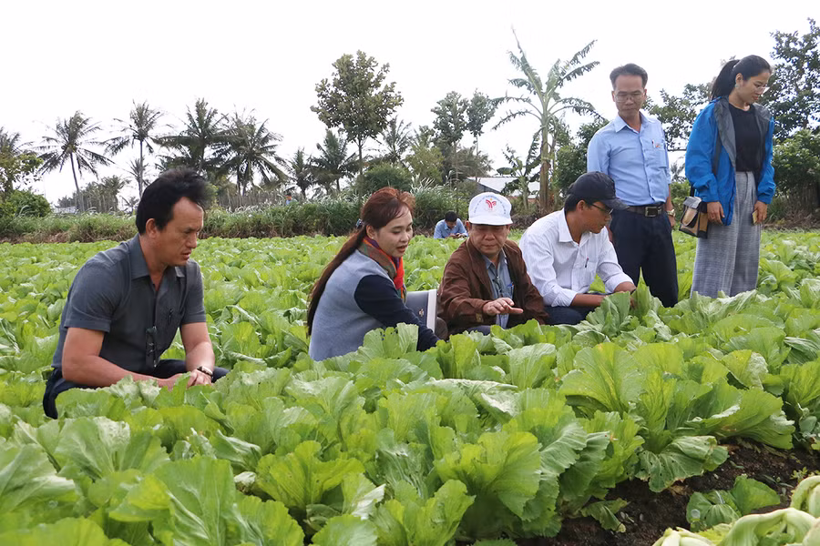 Mô hình sản xuất rau an toàn của Hợp tác xã Nông nghiệp và Dịch vụ An Trường Phát (huyện Đak Pơ). Ảnh: Nguyễn Diệp