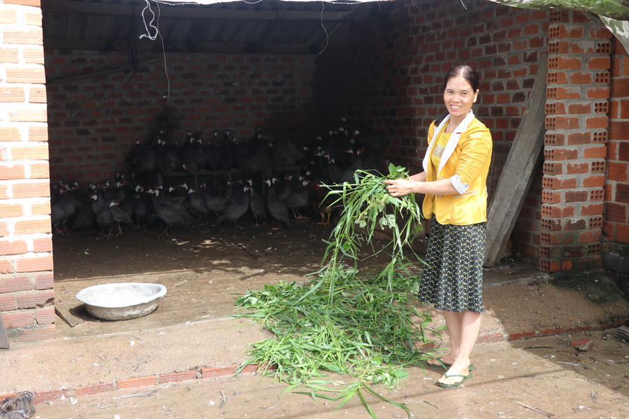 Chị Nguyễn Thị Huệ (thôn 10, xã Yang Trung, huyện Kông Chro) cho gà sao ăn lúa, rau, cỏ, nhờ vậy chất lượng thịt gà, thơm ngon, giá bán cao hơn các loại gà khác. Ảnh Ngọc Minh 