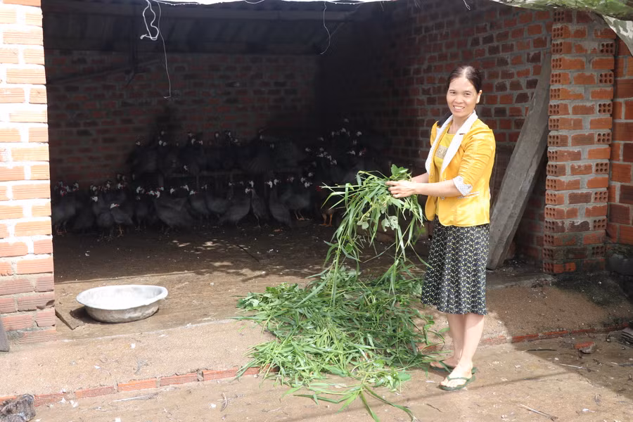 Chị Nguyễn Thị Huệ (thôn 10, xã Yang Trung, huyện Kông Chro) cho gà sao ăn lúa, rau, cỏ, nhờ vậy chất lượng thịt gà, thơm ngon, giá bán cao hơn các loại gà khác. Ảnh Ngọc Minh 