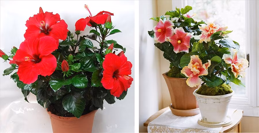 Hoa dâm bụt thích hợp trồng trong nhà vào mùa đông. (Đồ họa: Trang Thiều)