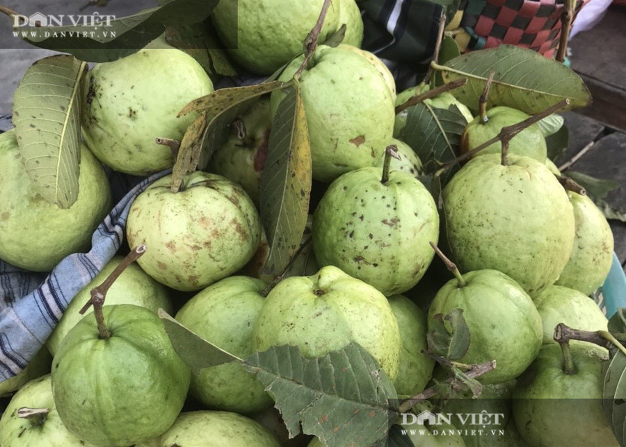 Giống ổi lê Đài Loan cho trái 3 vụ/năm, giúp ông Tám thu lãi 500.000 đồng/cây/năm. Giống ổi lê Đài Loan cho trái 3 vụ/năm, giúp ông Tám thu lãi 500.000 đồng/cây/năm.