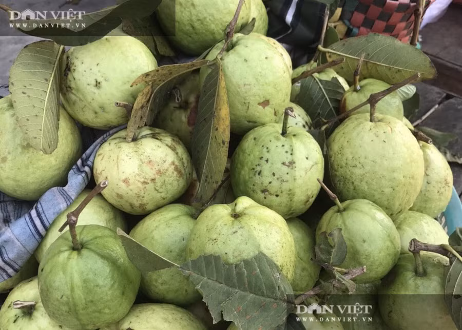 Giống ổi lê Đài Loan cho trái 3 vụ/năm, giúp ông Tám thu lãi 500.000 đồng/cây/năm. Giống ổi lê Đài Loan cho trái 3 vụ/năm, giúp ông Tám thu lãi 500.000 đồng/cây/năm.