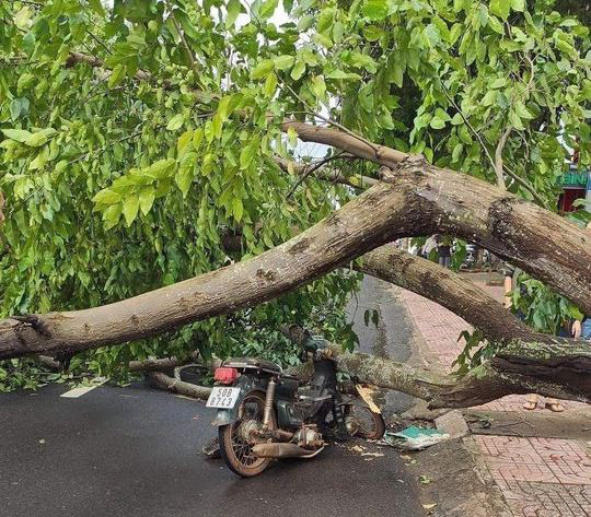 Cây xanh đổ đè chiếc xe máy, may mắn cụ ông thoát nạn. Ảnh B.N