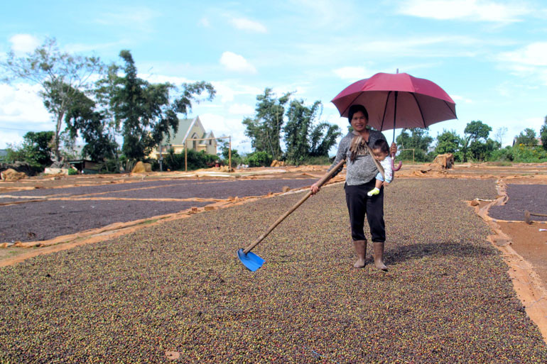 Bà ngoại địu cháu phơi cà phê ở sân bóng thôn Duệ - xã Đinh Lạc Bà ngoại địu cháu phơi cà phê ở sân bóng thôn Duệ - xã Đinh Lạc