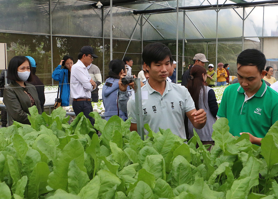 Tham quan mô hình sản xuất rau sạch thủy canh Việt Long. Ảnh: Quang Tấn Tham quan mô hình sản xuất rau sạch thủy canh Việt Long. Ảnh: Quang Tấn