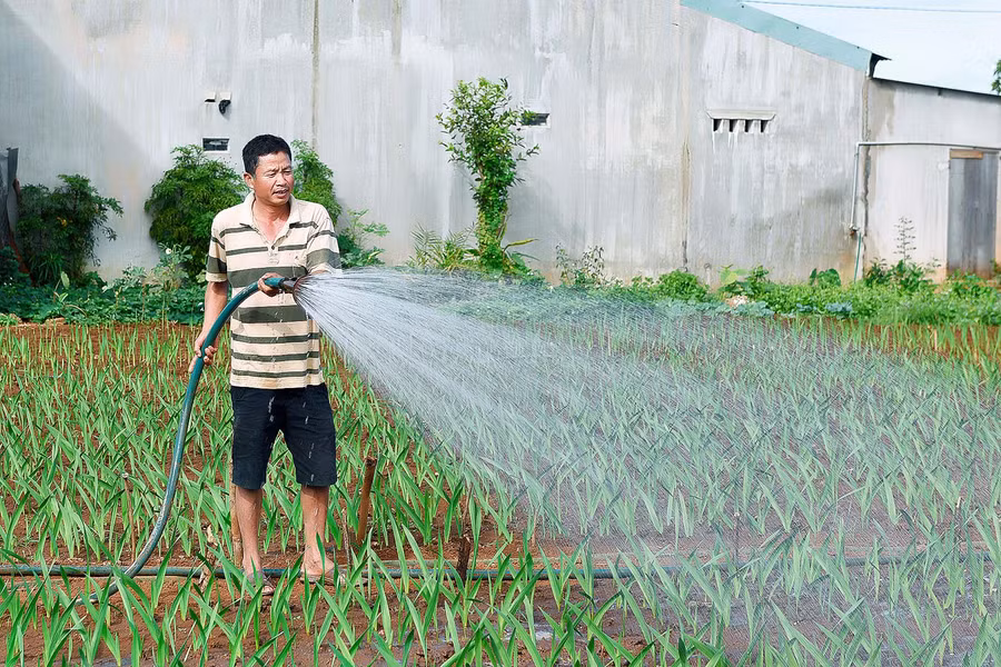 2.Anh Nguyễn Văn Danh ở tổ 1 phường Thắng Lợi Tp.Pleiku chăm sóc vườn hoa Lay Ơn. Theo anh Danh, mỗi bó hoa có giá từ 10.000 - 30.000 đồng/ 10 cành tùy từng loại.