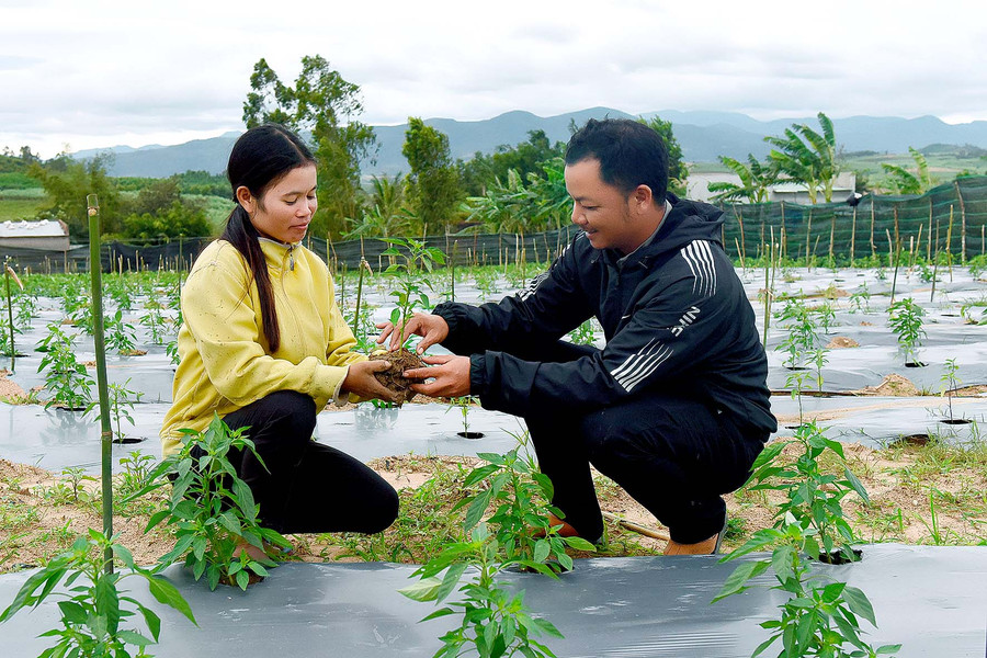 Thấy được những lợi ích kinh tế từ mô hình, đến nay toàn xã đã có 135 hộ tự đầu tư lắp đặt, với tổng diện tích đất sản xuất hơn 1,5 ha, với hai phương thức tưới chủ yếu là phun mưa và nhỏ giọt, tưới hầu hết trên tất cả các loại cây từ rau màu ngắn ngày như ớt, dưa leo, khổ qua… anh Đinh Văn Nhoắc phụ trách dự án IDE ở xã Yang Bắc nói.