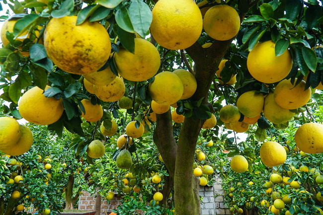 Theo anh Chính, năm nay kinh tế khó khăn, giá cả của bưởi cảnh có giảm đôi chút và cũng bị ảnh hưởng phần nào bởi thời tiết nên số lượng bưởi cảnh không được nhiều, bù lại những gốc bưởi đều rất chất lượng và đẹp.