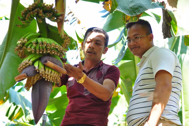 Ông Nguyễn Huy Phương - Giám đốc HTX Laba Banana Đạ K’Nàng (áo sẫm) giới thiệu về mô hình trồng chuối mang lại thu nhập cao cho người dân tại huyện Đam Rông.