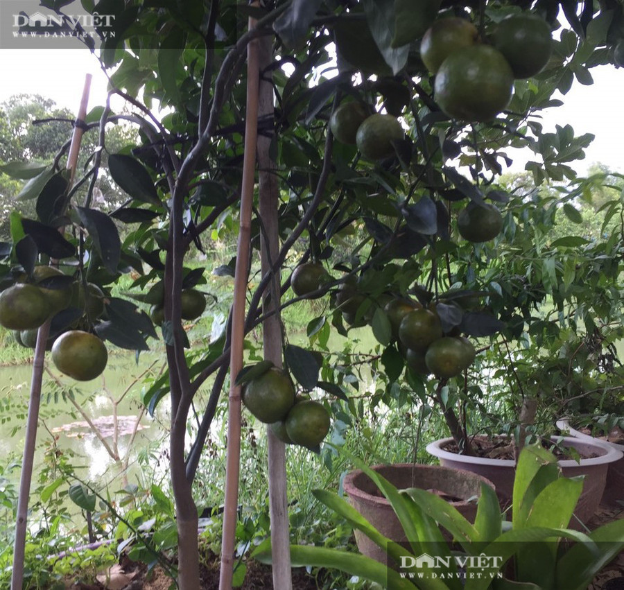 Chậu cây quýt đường kiểng được ông Tám chăm sóc kỹ lưỡng cho trĩu trái. Chậu cây quýt đường kiểng được ông Tám chăm sóc kỹ lưỡng cho trĩu trái.