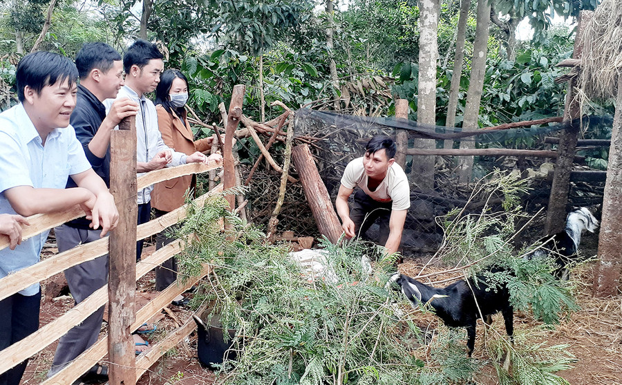  Ông Rơ Chăm Brao (làng Klah, xã Al Bá, huyện Chư Sê) đang thực hành chăm sóc đàn dê . Ảnh: Hoàng Viên