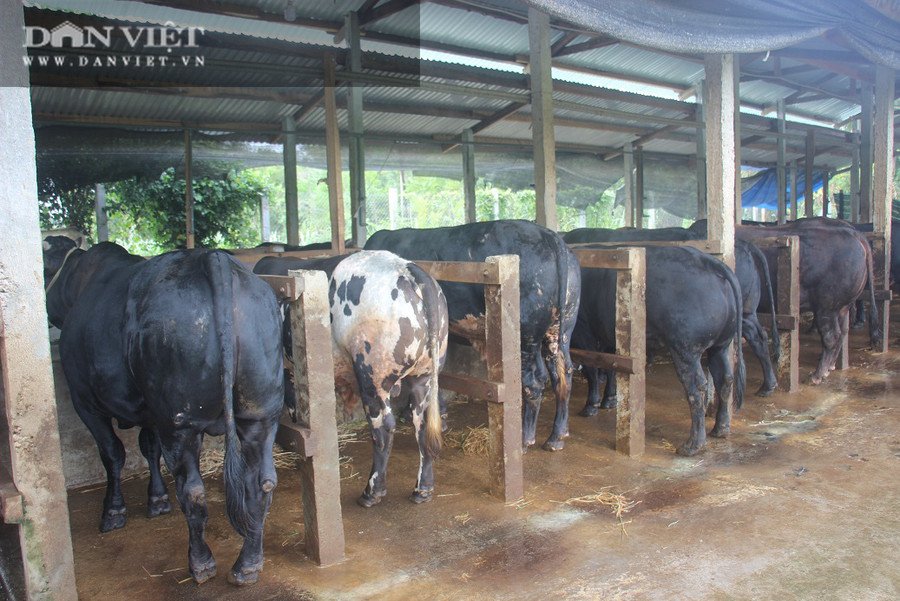 Đàn bò khỏe mạnh, thường xuyên được tắm rửa.  Đàn bò khỏe mạnh, thường xuyên được tắm rửa.