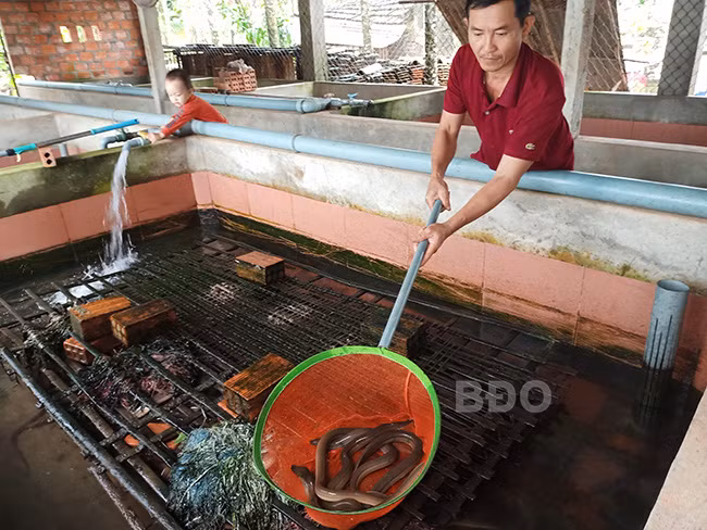 Anh Lê Văn Hoàng, khu phố Thiết Đính Bắc, phường Bồng Sơn, TX Hoài Nhơn (Bình Định) kiểm tra hồ nuôi lươn không bùn.