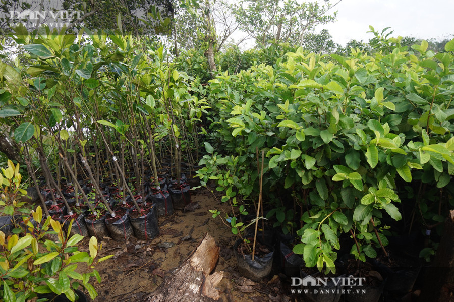 Ông Tám bán các loại giống cây ăn trái và tư vấn kỹ thuật trồng, chăm sóc cây, nuôi cá miễn phí.  Ông Tám bán các loại giống cây ăn trái và tư vấn kỹ thuật trồng, chăm sóc cây, nuôi cá miễn phí.