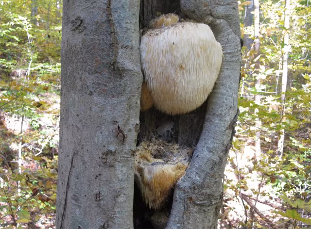 Các tua nấm có chiều dài trung bình từ 0,5 – 3cm. Đây cũng là lý do vì sao, loại nấm này được gọi là nấm đầu khỉ. Tuy nhiên, khi nấm già, các tua nấm dài và chuyển sang màu vàng như bờm sư tử.