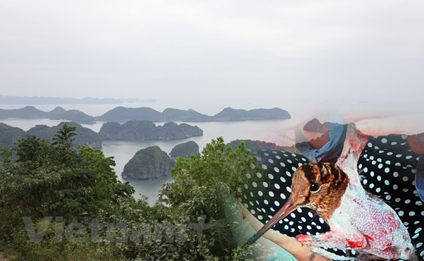 Đảo Cát Bà dần vắng bóng chim trời do vấn nạn bẫy bắt, giết hại chim hoang dã di cư suốt 20 năm qua. (Ảnh: PV/Vietnam+)