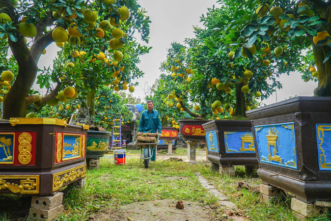  Vào thời điểm này, khắp các nhà vườn tại Văn Giang đều tất bật chuẩn bị chăm bón những công đoạn cuối cùng cho cây cảnh của mình để sẵn sàng phục vụ nhân dân dịp Tết Nguyên đán Tân Sửu 2021.